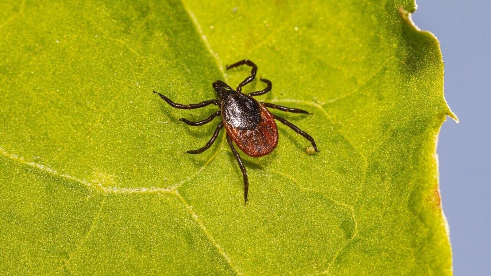 What is Lyme Disease that Justin Timberlake has been diagnosed with? Symptoms & more